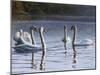 Hanover Swans Five-Bruce Dumas-Mounted Giclee Print