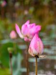Lotus Flower, Lotus Flower (Nelumbo Nucifera), Bali-Hans Blossey-Framed Premier Image Canvas