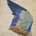 Wing of a Blue Roller, Copy of an Original by Albrecht Durer of 1512-Hans Hoffmann-Giclee Print