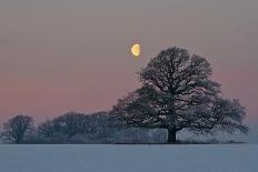 The Oak and the Moon-Hans Jørgen Lindeløff-Premium Photographic Print