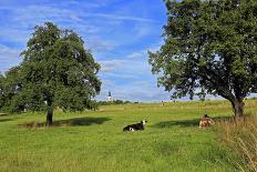 Cows and fruit trees near Merzkirchen, Saargau, Rhineland-Palatinate, Germany, Europe-Hans-Peter Merten-Photographic Print