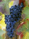 Aglianico Grapes (Grown in Campania and Basilicata)-Hans-peter Siffert-Photographic Print