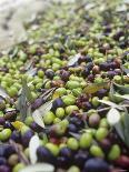 Olive Harvest (Tenuta San Vito, Tuscany, Italy)-Hans-peter Siffert-Photographic Print