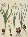 Narcissus Tazetta, Narcissus Orientalis & Corbularia Bulbocodium From Album Gottorfer Codex, c.1650-Hans Simon Holtzbecher-Giclee Print