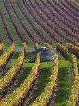 Vineyards in Fall in the Hautes-Cotes of Burgundy-Hans Strand-Photographic Print