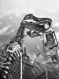 Skeletons of Dinosaurs Being Displayed at the American Museum of Natural History-Hansel Mieth-Photographic Print