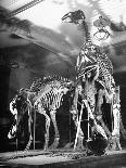 Skeletons of Dinosaurs Being Displayed at the American Museum of Natural History-Hansel Mieth-Framed Photographic Print