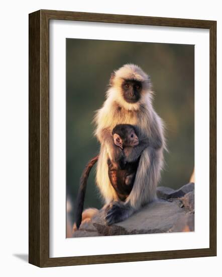 Hanuman Langur Adult Caring for Young, Thar Desert, Rajasthan, India-Jean-pierre Zwaenepoel-Framed Photographic Print