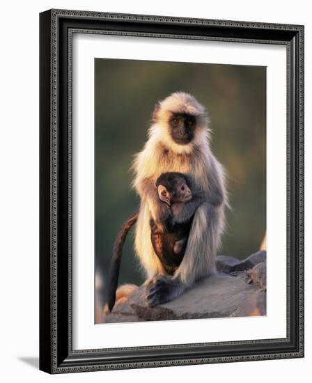 Hanuman Langur Adult Caring for Young, Thar Desert, Rajasthan, India-Jean-pierre Zwaenepoel-Framed Photographic Print