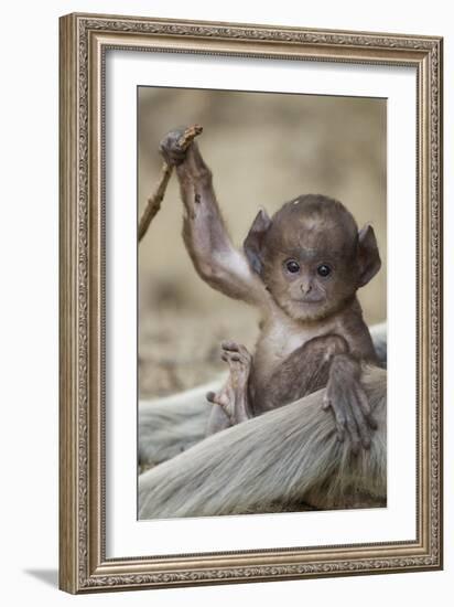 Hanuman Langur - Northern Plains Grey Langur (Semnopithecus Entellus) Baby Playing with a Stick-Mary Mcdonald-Framed Photographic Print