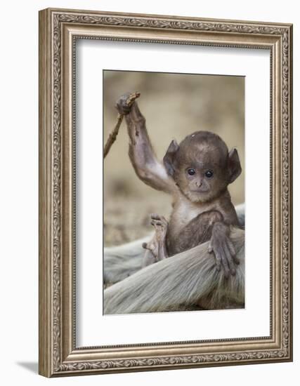 Hanuman Langur - Northern Plains Grey Langur (Semnopithecus Entellus) Baby Playing with a Stick-Mary Mcdonald-Framed Photographic Print