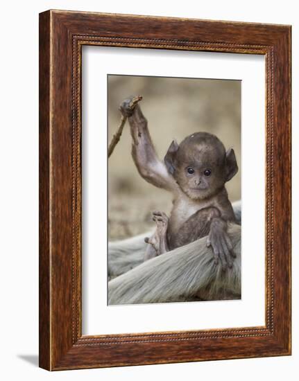 Hanuman Langur - Northern Plains Grey Langur (Semnopithecus Entellus) Baby Playing with a Stick-Mary Mcdonald-Framed Photographic Print