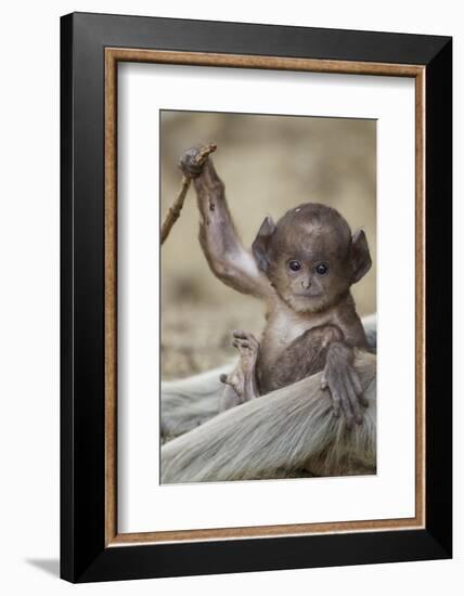 Hanuman Langur - Northern Plains Grey Langur (Semnopithecus Entellus) Baby Playing with a Stick-Mary Mcdonald-Framed Photographic Print