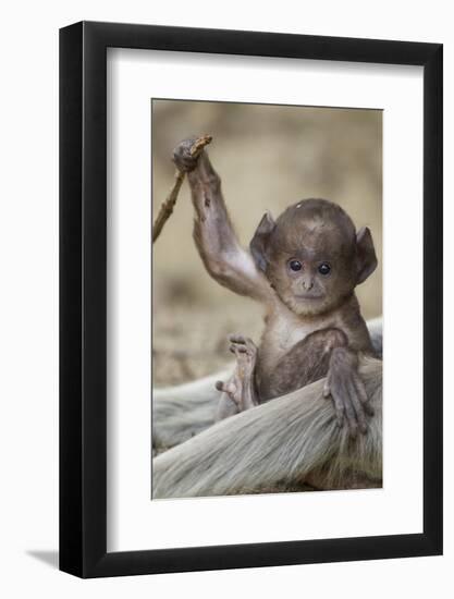 Hanuman Langur - Northern Plains Grey Langur (Semnopithecus Entellus) Baby Playing with a Stick-Mary Mcdonald-Framed Photographic Print