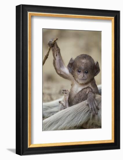 Hanuman Langur - Northern Plains Grey Langur (Semnopithecus Entellus) Baby Playing with a Stick-Mary Mcdonald-Framed Photographic Print