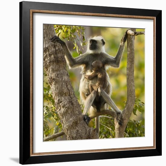 Hanuman Langur - Northern Plains Grey Langur (Semnopithecus Entellus) Mother with Baby in Tree-Mary Mcdonald-Framed Photographic Print
