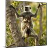 Hanuman Langur - Northern Plains Grey Langur (Semnopithecus Entellus) Mother with Baby in Tree-Mary Mcdonald-Mounted Photographic Print