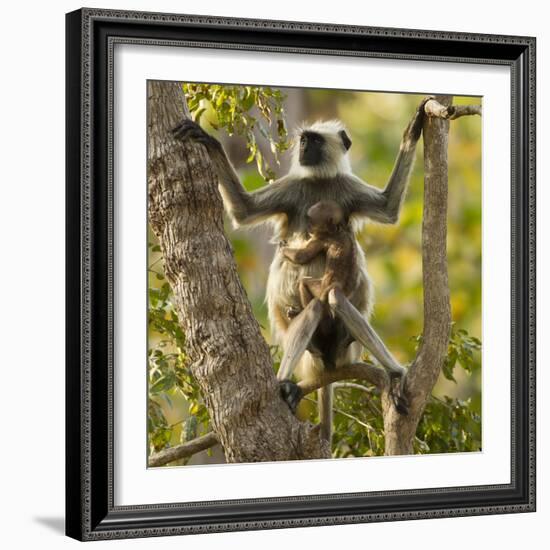 Hanuman Langur - Northern Plains Grey Langur (Semnopithecus Entellus) Mother with Baby in Tree-Mary Mcdonald-Framed Photographic Print