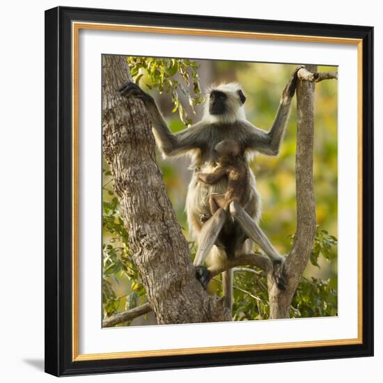 Hanuman Langur - Northern Plains Grey Langur (Semnopithecus Entellus) Mother with Baby in Tree-Mary Mcdonald-Framed Photographic Print