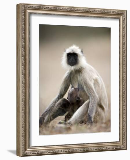 Hanuman Langur (Presbytis Entellus), Bandhavgarh National Park, Madhya Pradesh State, India-Thorsten Milse-Framed Photographic Print