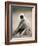 Hanuman Langur (Presbytis Entellus), Bandhavgarh National Park, Madhya Pradesh State, India-Thorsten Milse-Framed Photographic Print