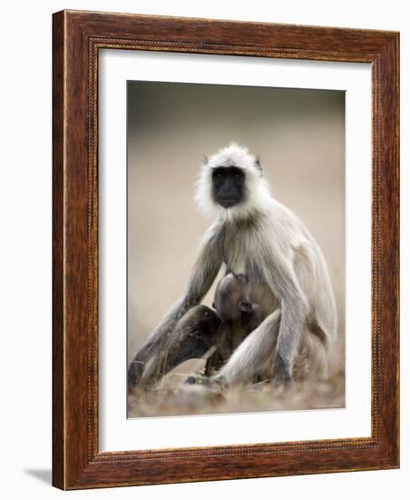 Hanuman Langur (Presbytis Entellus), Bandhavgarh National Park, Madhya Pradesh State, India-Thorsten Milse-Framed Photographic Print