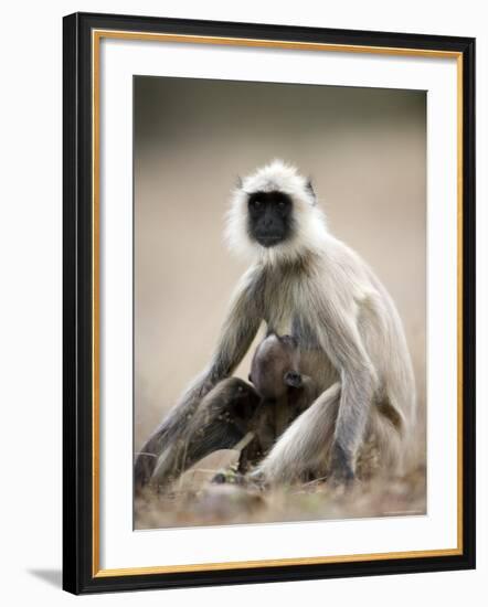 Hanuman Langur (Presbytis Entellus), Bandhavgarh National Park, Madhya Pradesh State, India-Thorsten Milse-Framed Photographic Print