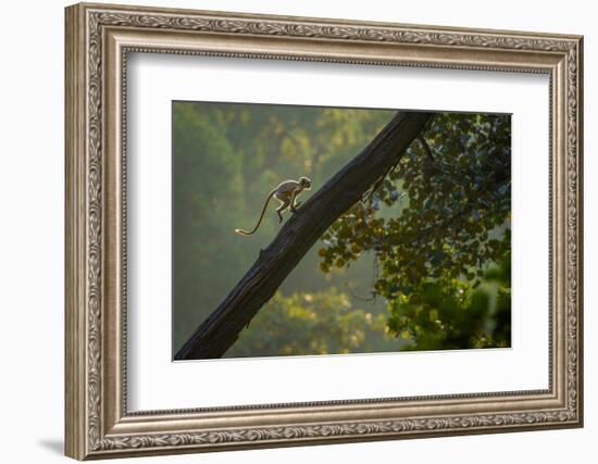 Hanuman langur running up tree trunk, India-Andrew Parkinson-Framed Photographic Print