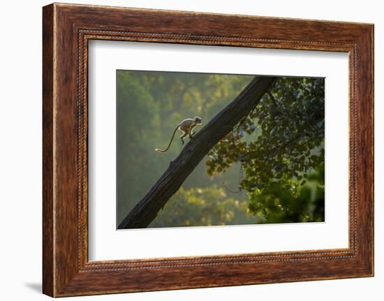 Hanuman langur running up tree trunk, India-Andrew Parkinson-Framed Photographic Print