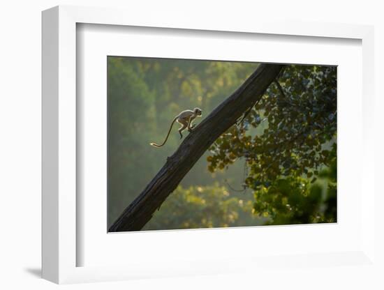 Hanuman langur running up tree trunk, India-Andrew Parkinson-Framed Photographic Print