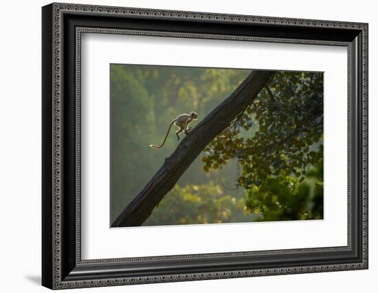 Hanuman langur running up tree trunk, India-Andrew Parkinson-Framed Photographic Print