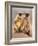 Hanuman Langur Two Adolescents Sitting, Thar Desert, Rajasthan, India-Jean-pierre Zwaenepoel-Framed Photographic Print