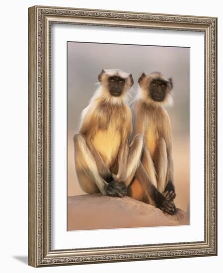 Hanuman Langur Two Adolescents Sitting, Thar Desert, Rajasthan, India-Jean-pierre Zwaenepoel-Framed Photographic Print