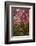 Hanuman Langurs in Bougainvillea Mandore Garden, India-Mark MacEwen-Framed Photographic Print