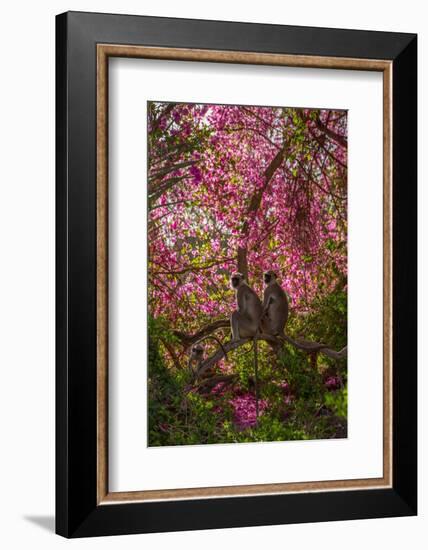 Hanuman Langurs in Bougainvillea Mandore Garden, India-Mark MacEwen-Framed Photographic Print