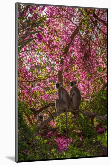 Hanuman Langurs in Bougainvillea Mandore Garden, India-Mark MacEwen-Mounted Photographic Print