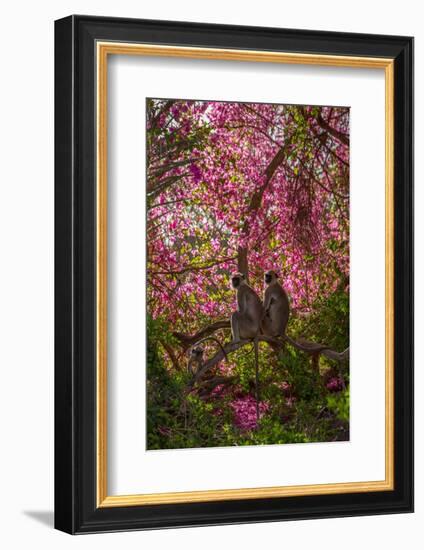 Hanuman Langurs in Bougainvillea Mandore Garden, India-Mark MacEwen-Framed Photographic Print