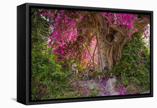 Hanuman langurs in flowering Bougainvillea tree, India-Mark MacEwen-Framed Premier Image Canvas