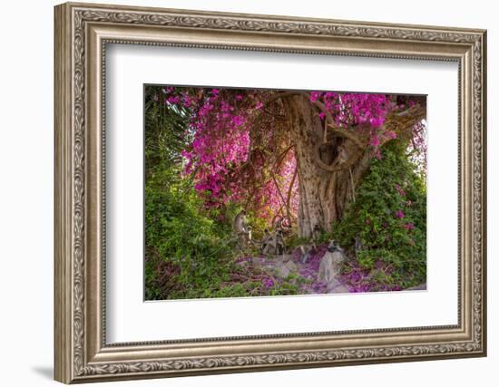 Hanuman langurs in flowering Bougainvillea tree, India-Mark MacEwen-Framed Photographic Print