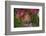 Hanuman langurs in flowering Bougainvillea tree, India-Mark MacEwen-Framed Photographic Print