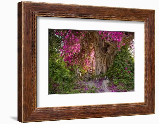 Hanuman langurs in flowering Bougainvillea tree, India-Mark MacEwen-Framed Photographic Print