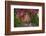 Hanuman langurs in flowering Bougainvillea tree, India-Mark MacEwen-Framed Photographic Print