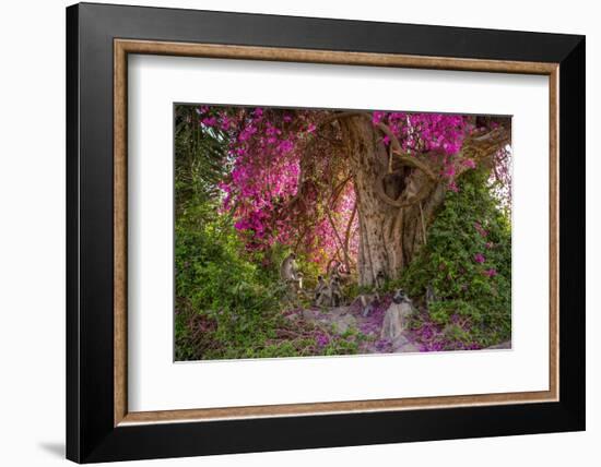 Hanuman langurs in flowering Bougainvillea tree, India-Mark MacEwen-Framed Photographic Print