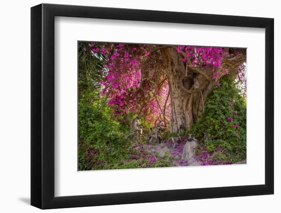 Hanuman langurs in flowering Bougainvillea tree, India-Mark MacEwen-Framed Photographic Print