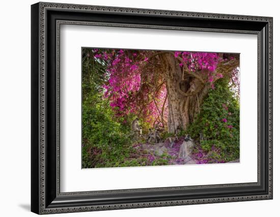 Hanuman langurs in flowering Bougainvillea tree, India-Mark MacEwen-Framed Photographic Print