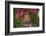 Hanuman langurs in flowering Bougainvillea tree, India-Mark MacEwen-Framed Photographic Print