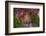 Hanuman langurs in flowering Bougainvillea tree, India-Mark MacEwen-Framed Photographic Print