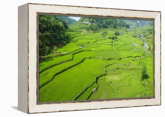 Hapao Rice Terraces, Banaue, UNESCO World Heritage Site, Luzon, Philippines, Southeast Asia, Asia-Michael Runkel-Framed Premier Image Canvas