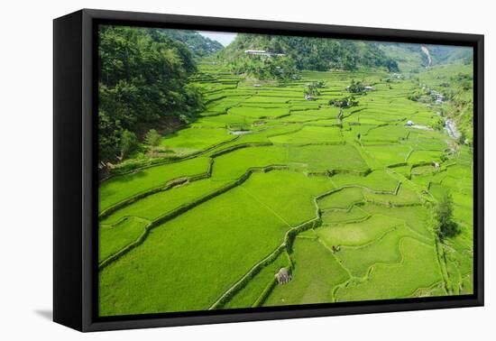 Hapao Rice Terraces, Banaue, UNESCO World Heritage Site, Luzon, Philippines, Southeast Asia, Asia-Michael Runkel-Framed Premier Image Canvas