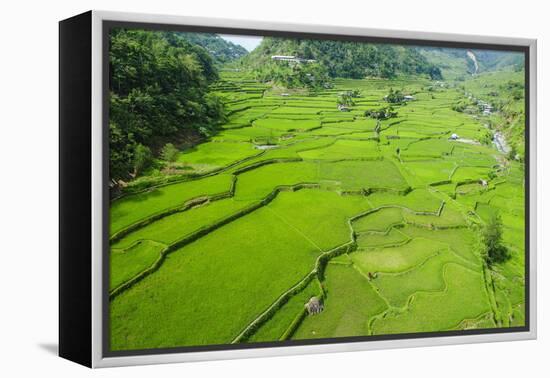 Hapao Rice Terraces, Banaue, UNESCO World Heritage Site, Luzon, Philippines, Southeast Asia, Asia-Michael Runkel-Framed Premier Image Canvas